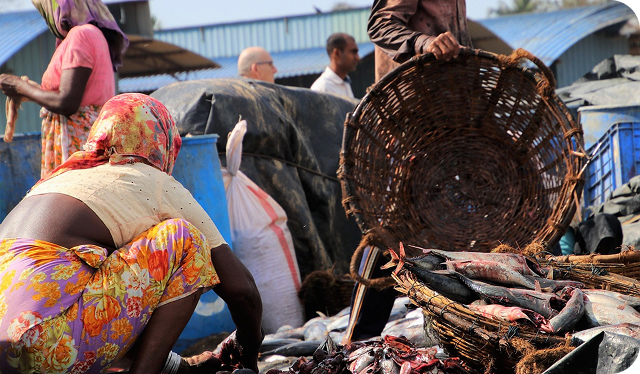 Bombina Documentaries